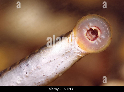 Brook lampreda, Europeo brook (lampreda Lampetra planeri), dentato, ad imbuto bocca di aspirazione, Germania, Reno, Iffezheim Foto Stock