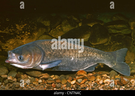 Bighead carp (Hypophthalmichthys nobilis, Aristichthys nobilis), vista laterale Foto Stock