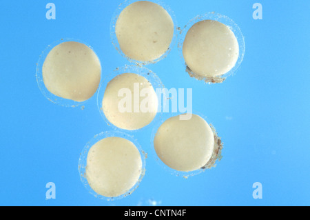 Brook lampreda, Europeo brook (lampreda Lampetra planeri), uova appena dopo la deposizione delle uova Foto Stock