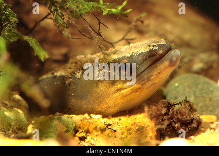 Anguilla anguilla europea, fiume anguilla (Anguilla anguilla), il peering dal fiume shingle, in Germania, in Baviera Foto Stock