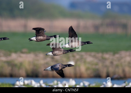 Brent goose (Branta bernicla), flying gregge, Paesi Bassi, Texel Foto Stock