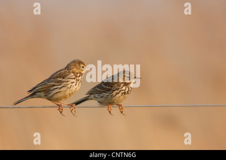 Prato pitpit (Anthus pratensis), due individui su un filo di corda, Germania Foto Stock