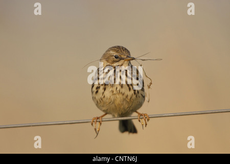 Prato pitpit (Anthus pratensis), su un filo di corda con materiale di nidificazione in bolletta, Germania Foto Stock