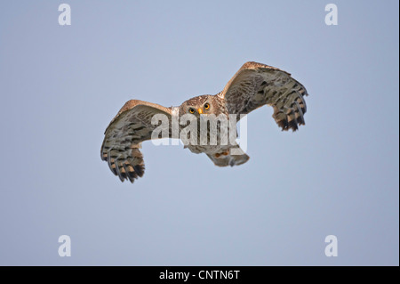 Albanella reale (Circus cyaneus), femmina adulta in volo, Regno Unito, Scozia, Sutherland Foto Stock