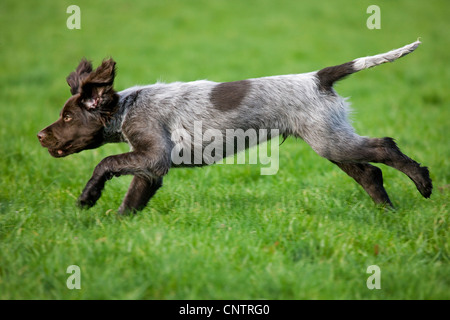Piccolo Munsterlander / Kleiner Münsterländer (Canis lupus familiaris), pup in esecuzione in giardino Foto Stock