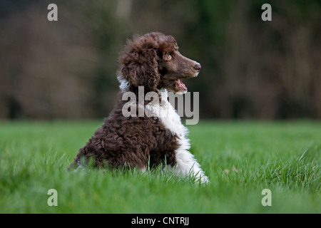 Barboncino arlecchino(Canis lupus familiaris), pup seduti in giardino Foto Stock