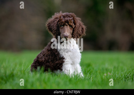 Barboncino arlecchino(Canis lupus familiaris), pup seduti in giardino Foto Stock