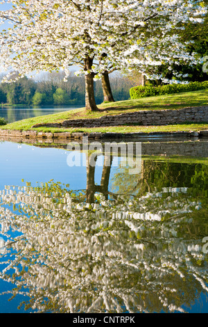Bianco Ciliegio, Prunus, coperte in fiore dal lago a Coate Water Country Park, Swindon, Wiltshire, Inghilterra, Regno Unito Foto Stock
