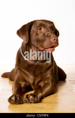 Il Labrador retriever cane (Canis lupus familiaris) ritratto Foto Stock