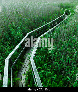 Passerella in legno nella lussureggiante foresta Foto Stock