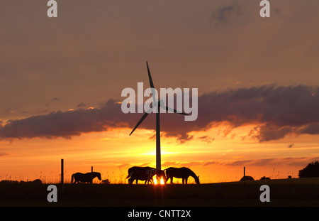 Cavalli e turbina eolica al tramonto Foto Stock