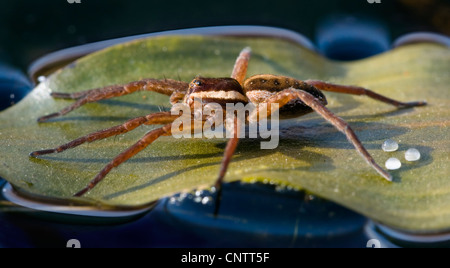 Raft spider caccia sulla vegetazione galleggiante Foto Stock