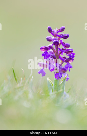 Verde Orchidea alato; Orchis morio; Cornovaglia; Regno Unito Foto Stock