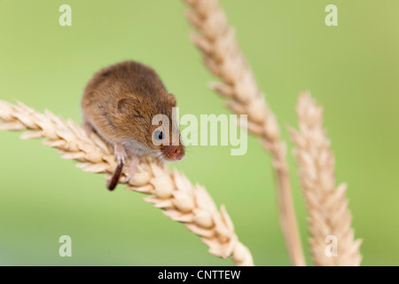 Harvest Mouse; Micromys minutus; sulla spiga del granoturco; Regno Unito Foto Stock