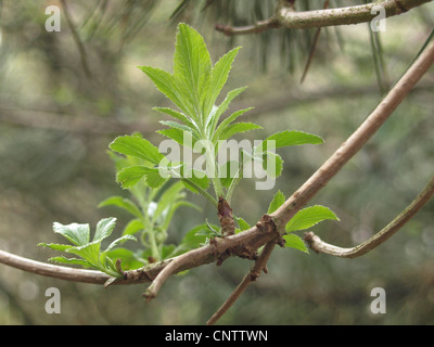 Fresh shoot, esce dal sambuco nero / frisch ausgetriebene Blätter vom schwarzen Holunder Foto Stock