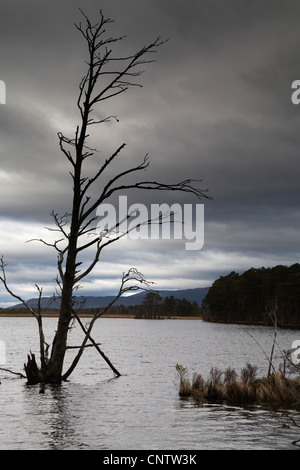 Loch Mallachie; cairngorm; Scozia - UK Foto Stock