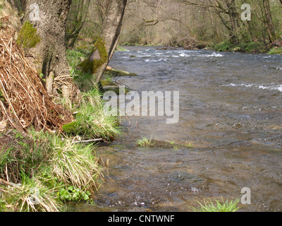 Fiume 'White Rain' Foresta Bavarese Germania / Fluss " Weisser Regen' Bayerischer Wald Deutschland Foto Stock