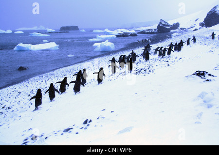 Marzo dei pinguini; Adelie penguins, spostando verso il basso per il litorale,[Pygoscelis adeliae]Brown Bluff,l'antartide Foto Stock