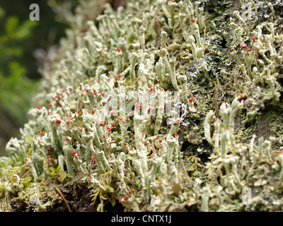 I licheni / Cladonia macilenta / Rotfrüchtige Säulenflechte Foto Stock