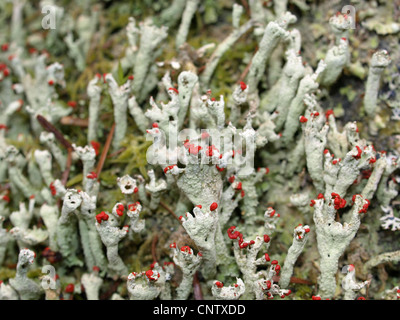 I licheni / Cladonia macilenta / Rotfrüchtige Säulenflechte Foto Stock