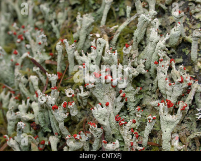 I licheni / Cladonia macilenta / Rotfrüchtige Säulenflechte Foto Stock