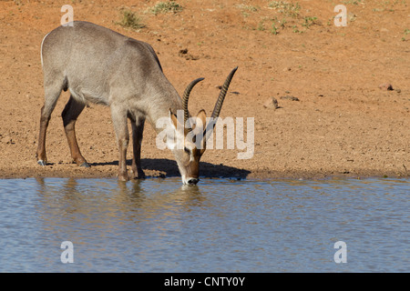 Maschio Waterbuck comune (Kobus ellipsiprymnus) acqua potabile da una coppa naturale nel Sud Africa il Kruger Park Foto Stock