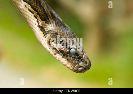 Orizzontale fino in prossimità di una Boa constrictor snake e testa di colore blu opaco occhio. Foto Stock