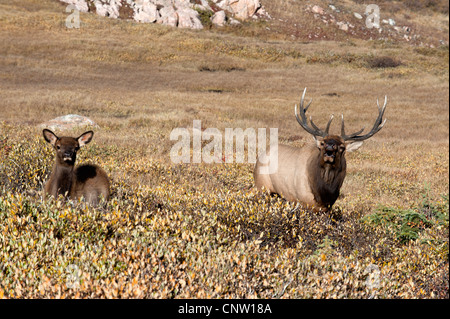 Una bull elk (Cervus elaphus) bugles per le femmine durante la stagione di accoppiamento nel Parco Nazionale delle Montagne Rocciose come un vitello yearling guarda su Foto Stock