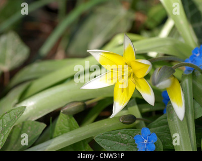 Fine tulip, tarda tulip e non ti scordar di me / Tulpia tarda, Brunnera macrophylla Foto Stock