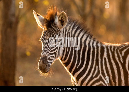 Nel tardo pomeriggio di sole silhouette di una giovane zebra. Foto Stock