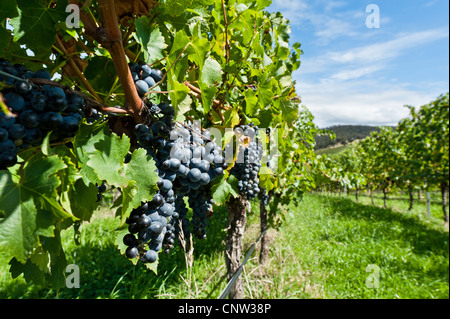 L'immagine è stata sparare in Australia in un Yarra Valley winery Foto Stock