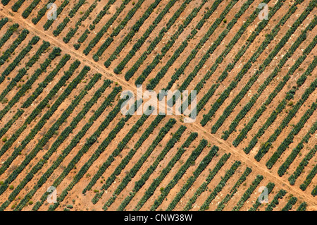 Sisal (agave sisalana), vista aerea, regione di Kilimanjaro, Tanzania Foto Stock