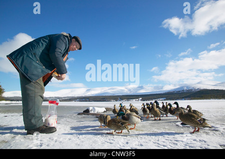 Il germano reale (Anas platyrhynchos), vecchio uomo l'alimentazione di una coppia di uccelli su un lago ghiacciato, Regno Unito, Scozia, Cairngorms National Park Foto Stock