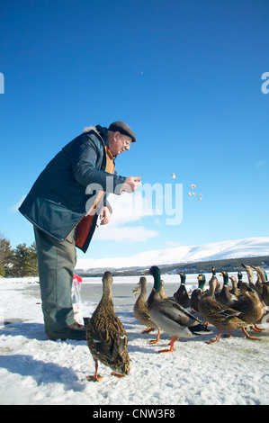 Il germano reale (Anas platyrhynchos), vecchio uomo l'alimentazione di una coppia di uccelli su un lago ghiacciato, Regno Unito, Scozia, Cairngorms National Park Foto Stock