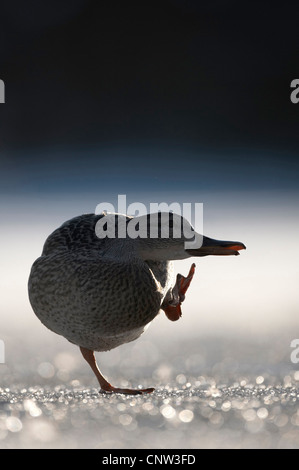 Il germano reale (Anas platyrhynchos), femmina in piedi su una gamba sola su un lago ghiacciato mentre toelettatura con l'altra gamba, Regno Unito, Scozia, Cairngorms National Park Foto Stock