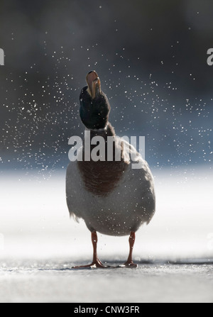 Il germano reale (Anas platyrhynchos), Drake in piedi sul lago ghiacciato di scuotimento acqua fuori del suo piumaggio, Regno Unito, Scozia, Cairngorms National Park Foto Stock