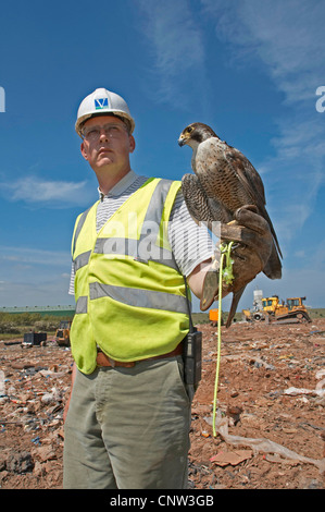 Falco pellegrino (Falco peregrinus), usato su una smaltimento rifiuti sito da falconer per la cattura e detering gabbiani, Regno Unito, Scozia Foto Stock