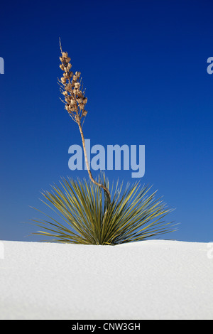 Yucca (Yucca spec.), su una duna di gesso, USA, New Mexico, White Sands National Monument Foto Stock