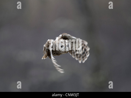 Eurasian allocco (Strix aluco), in volo, Regno Unito, Scozia, Cairngorms National Park Foto Stock