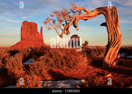 Monolito di pietra Mitten Buttes e nodose tree, STATI UNITI D'AMERICA, Utah, Monument Valley National Park Foto Stock