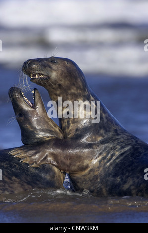 Guarnizione grigio (Halichoerus grypus), coppia di sub-adulti sparring presso la spiaggia, Regno Unito, Inghilterra, Lincolnshire Foto Stock