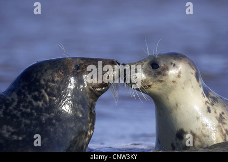 Guarnizione grigio (Halichoerus grypus), coppia di sub-adulti in spiaggia premendo i loro nasi gli uni contro gli altri, Regno Unito, Inghilterra, Lincolnshire Foto Stock