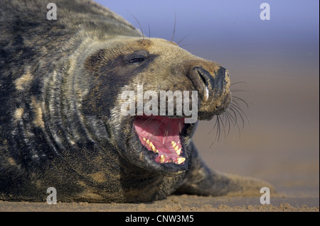 Guarnizione grigio (Halichoerus grypus), Bull in simulazioni di minaccia display, Regno Unito, Inghilterra, Lincolnshire Foto Stock