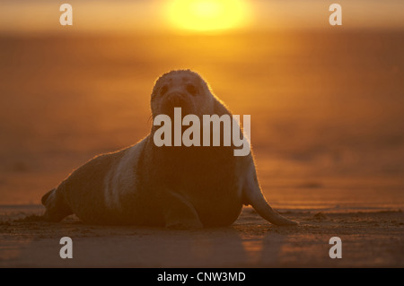 Guarnizione grigio (Halichoerus grypus), capretti sdraiati sulla spiaggia davanti ad un tramonto, Regno Unito, Inghilterra, Lincolnshire Foto Stock