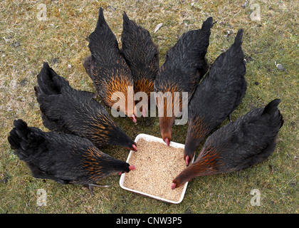 Galli e galline (Gallus gallus f. domestica), intervallo libero di pollo su alimentazione mash, miscela di granella/avena, Regno Unito, Scozia Foto Stock