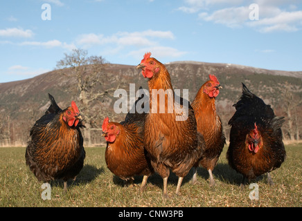 Galli e galline (Gallus gallus f. domestica), intervallo libero galline domestiche alimentazione nella parte anteriore del Grampian Mountains, Regno Unito, Scozia, Cairngorms National Park Foto Stock