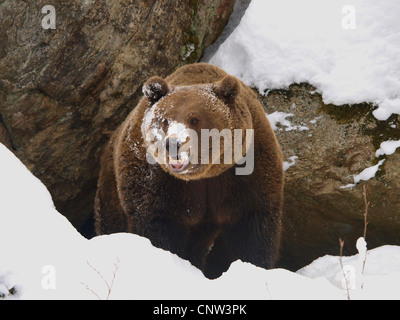 L'orso bruno (Ursus arctos), in inverno, in Germania, in Baviera, il Parco Nazionale della Foresta Bavarese Foto Stock