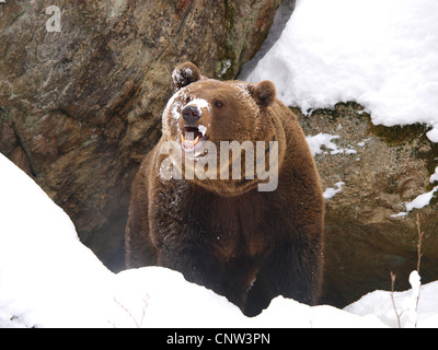 L'orso bruno (Ursus arctos), in inverno, in Germania, in Baviera, il Parco Nazionale della Foresta Bavarese Foto Stock