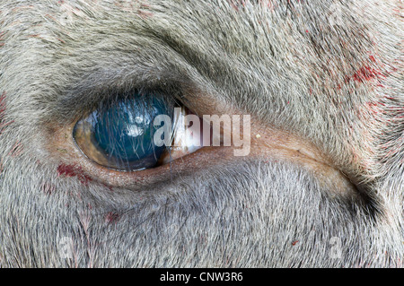 Elk, alci europea (Alces alces alces), close-up di un occhio di un recentemente girato animale, Norvegia, Nord-Trondelag Foto Stock