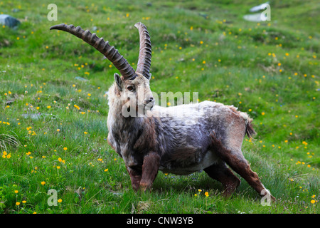 Stambecco delle Alpi (Capra ibex), buck in piedi in un prato di montagna al Niederhorn, Svizzera Oberland bernese Foto Stock